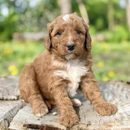Strawberry - Red female Bernedoodle puppy in Lancaster, Minnesota from Richardville Hunde