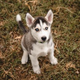 Siberian Husky Puppies from Husky Love and Pups