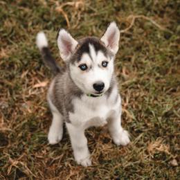 Siberian Husky Puppies from Husky Love and Pups