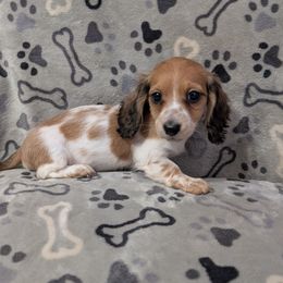 Aurora the Red Piebald Girl - Piebald female Dachshund puppy in Pelion, South Carolina from Doitsujin Dachshunds
