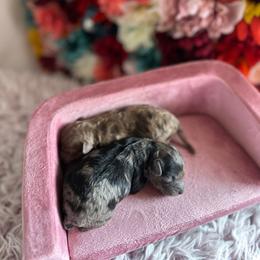 Girl 1 - Merle female Cavapoo puppy in Thorndale, Texas from Hattie’s Texas Cavapoos