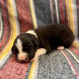 Sunny - Black and white female Border Collie puppy in Mesa, Arizona from Ranch Girl Border Collies