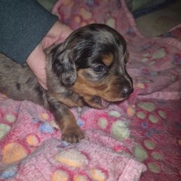 Dapple girl 2 - Dapple female Dachshund puppy in Madisonville, Tennessee from LaRose Farm & Kennels