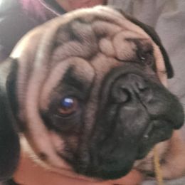 Biscuit - Pug