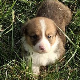Wrangler - Red male Pembroke Welsh Corgi puppy in Hillsville, Virginia from Bonderosa Kennels