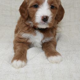 Goldendoodle Puppies from Magic Valley Goldendoodles