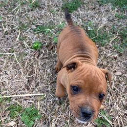 1 - Red male Staffordshire Bull Terrier puppy in Longview, Texas from PWH Farms