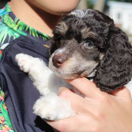 Zora - Parti female Poodle puppy in Grand Rapids, Michigan from Earthstone Poodle