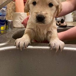 Golden Retriever Puppies from Canyon Ridge Goldens