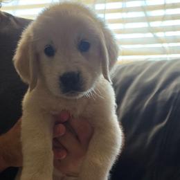 Pink Girl - Light golden female Golden Retriever puppy in Peoria, Arizona from Nordic Woof's Golden Retrievers