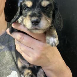 Kohlrabi - Black and cream male Dachshund puppy in Bigfork, Minnesota from Dachshunds Up North