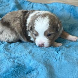 Caleb - Red merle male Miniature Australian Shepherd puppy in Norco, California from River Springs Aussies