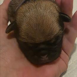 Purple Collar Girl - Fawn female Pug puppy in New Braunfels, Texas from Kex Pug Haus