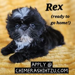 Rex - Black male Shih Tzu puppy in Port Charlotte, Florida from Chimera Shih Tzu SW Florida