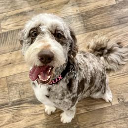 Roux - Aussiedoodle
