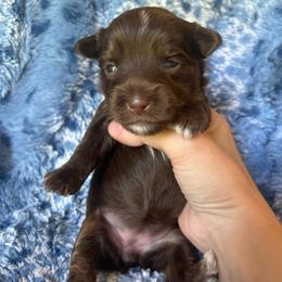 Dove (White) - Chocolate, tan and white female Yorkshire Terrier puppy in Parkersburg, West Virginia from Chocolate Diamonds in the RUFF