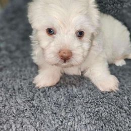 Fin - Havanese puppy from Havaneses de Santillan