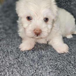 Fin - Havanese puppy from Havaneses de Santillan
