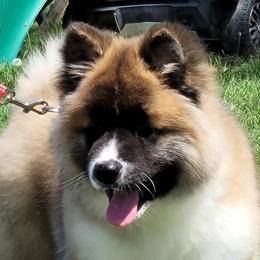 Akita puppies from CJ's Sho-Me Akitas