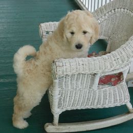 Bernedoodle and Goldendoodle Puppies from Dawg'on Doodles