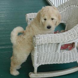 Bernedoodle and Goldendoodle Puppies from Dawg'on Doodles