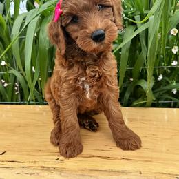 Australian Labradoodle, Double Doodle, and Goldendoodle Puppies from Blessed Day Doodles