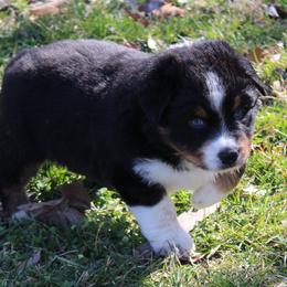 Ryder - Black tri-color male Australian Shepherd puppy in Kansas, Oklahoma from Windy G Farm