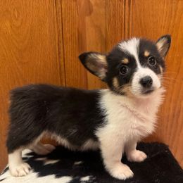 Shania - Black and tan female Pembroke Welsh Corgi puppy in Rosharon, Texas from Hallin’ Corgis