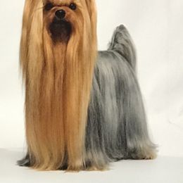 Yorkshire Terrier Puppies from AnnStef's Yorkshire Terriers