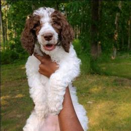 Violet - Parti female Poodle puppy in Dover, Delaware from Dogtastic Poodles