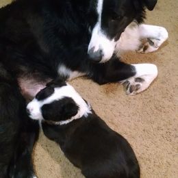 English Shepherd Puppies from Yellow Wolf Farm