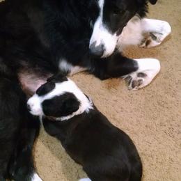 English Shepherd Puppies from Yellow Wolf Farm
