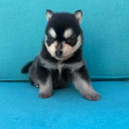 Smoki - Black and white female Pomsky puppy in Valparaiso, Indiana from Valparaiso Pomskys