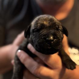 Marron collar female - Brindle female Boerboel puppy in Bon Aqua, Tennessee from Erickson Ranch Boerboels