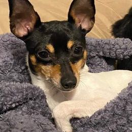 Chihuahuas and Rat Terriers from Emadens