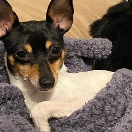 Chihuahuas and Rat Terriers from Emadens