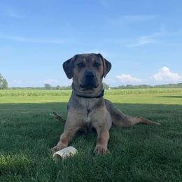 Catahoula Leopard Dog Puppies from Bons Temps Catahoulas