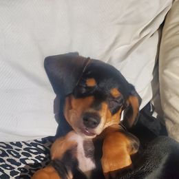 Boy 1 - Black and tan male Dachshund puppy in Buckeye, Arizona from Sweetwater Dachshunds