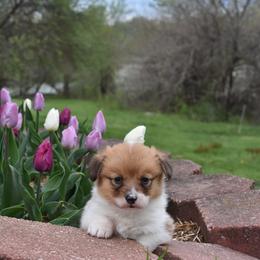 Pembroke Welsh Corgi Puppies from Willow Creek Corgis