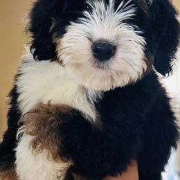 Piper - Bernedoodle