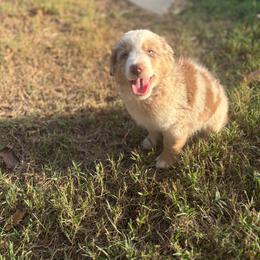 Mater - Red merle male Miniature Australian Shepherd puppy in Tecumseh, Oklahoma from Ashley's Aussies, LLC