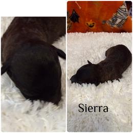 Sierra - Sable female Bordoodle puppy in Republic, Missouri from Holland Hilltop Farm