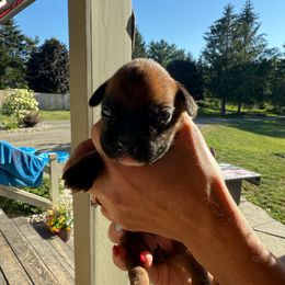 Brooklyn - Fawn female Boxer puppy in Jamesville, New York from Reynolds Homestead Boxers