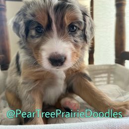 Aussiedoodle, Bernedoodle, and Poodle Puppies from Pear Tree Prairie Doodles