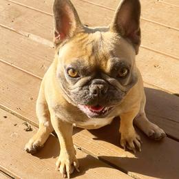 Pinot - French Bulldog