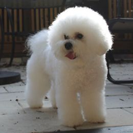 Kalani - Bichon Frise