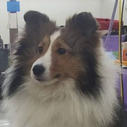 Babs - Shetland Sheepdog