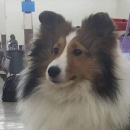 Babs - Shetland Sheepdog