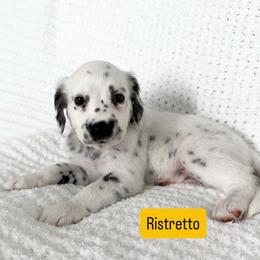 Ristretto - LUA long coat - White and black male Dalmatian puppy in Davenport, Florida from Sunny Jewels Dalmatians