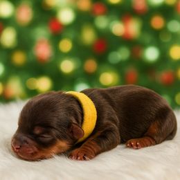 Yellow - Chocolate and tan female Yorkshire Terrier puppy in Selden, New York from Alisha's Yorkshire Terriers
